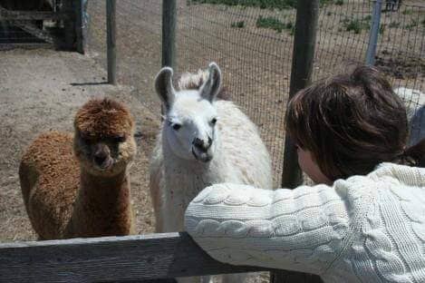 Check out the Alpacas! - Darn Good Yarn
