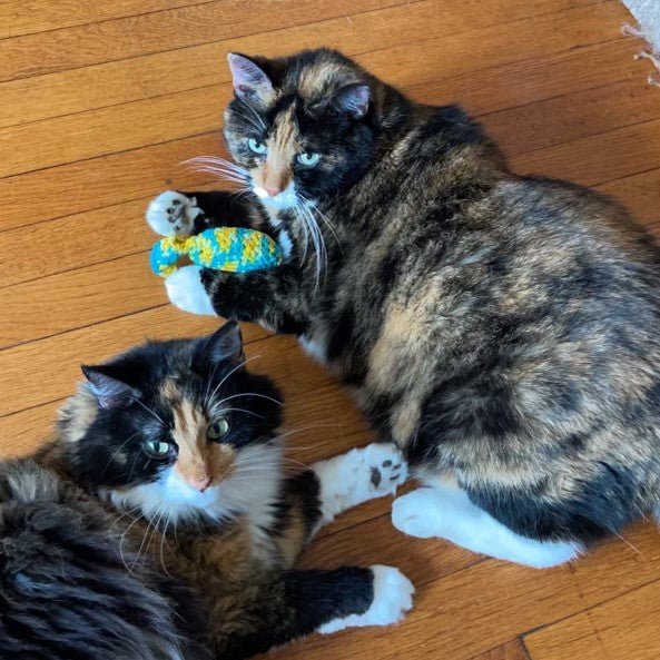Cute Catnip Fish | Crochet Cat Toy - Darn Good Yarn
