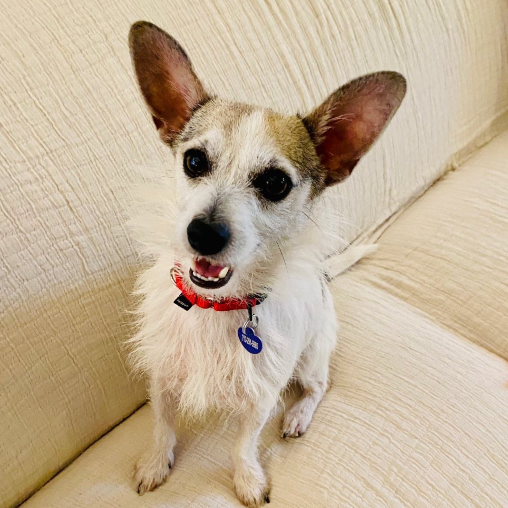 Ripley, 11 Out of 10 Darn Good Boy - Darn Good Yarn