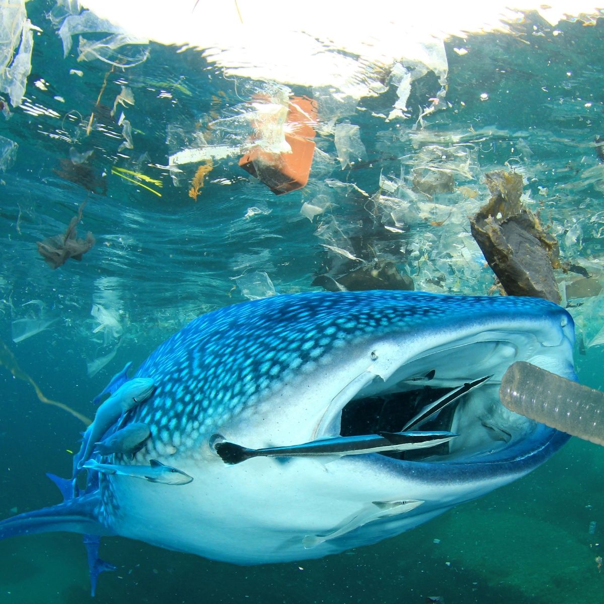 Why Is Acrylic Yarn Bad For The Ocean? - Darn Good Yarn