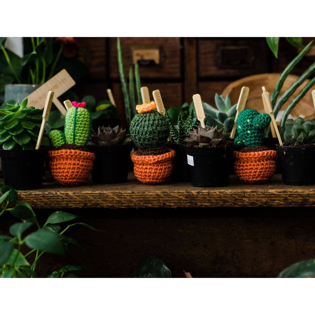completed amigurumi cacti sitting on wooden shelf with other (real) small succulents.
