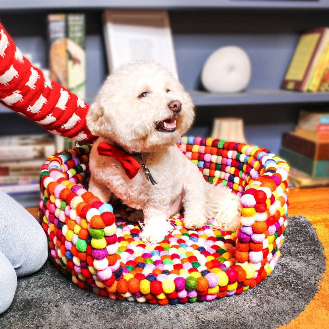 White poodle in rainbow handmade felt ball pet bed