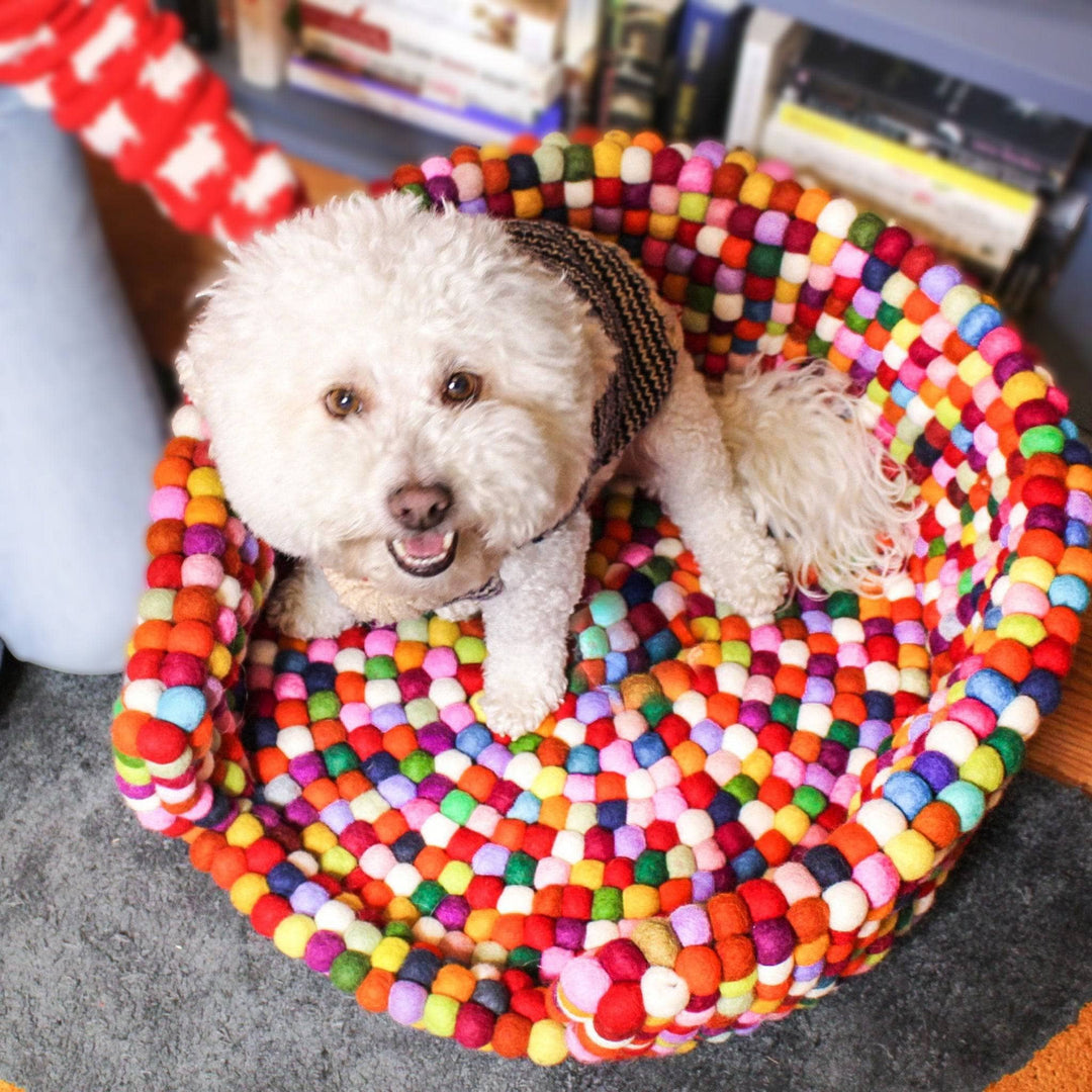 A fluffy white dog sitting in a larger rainbow felt ball pet bed. The dog is wearing a brown sweater