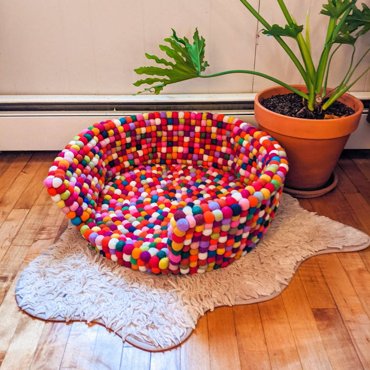 An empty rainbow felt ball pet bed in a room. There's a lush birds of paradise plant behind it.